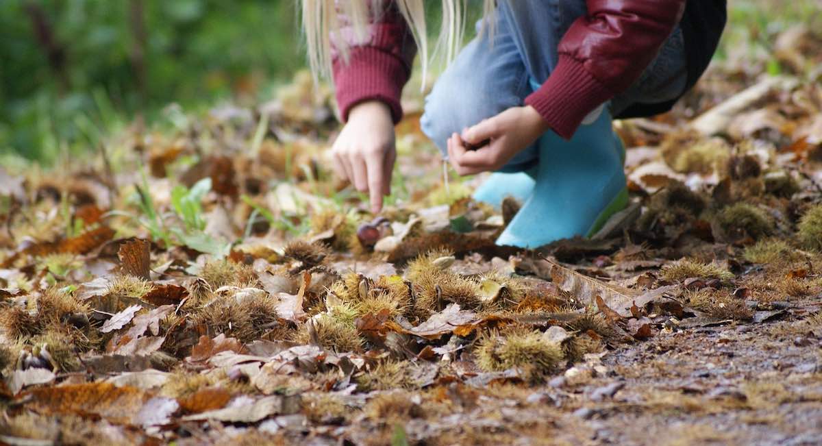 fruto-otono-castanas