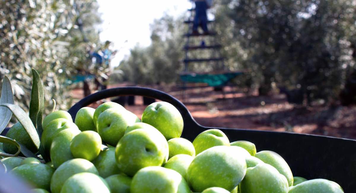 Engaño al consumidor: denuncian la venta de aceituna de Egipto y Grecia como si fuese Gordal de Sevilla
