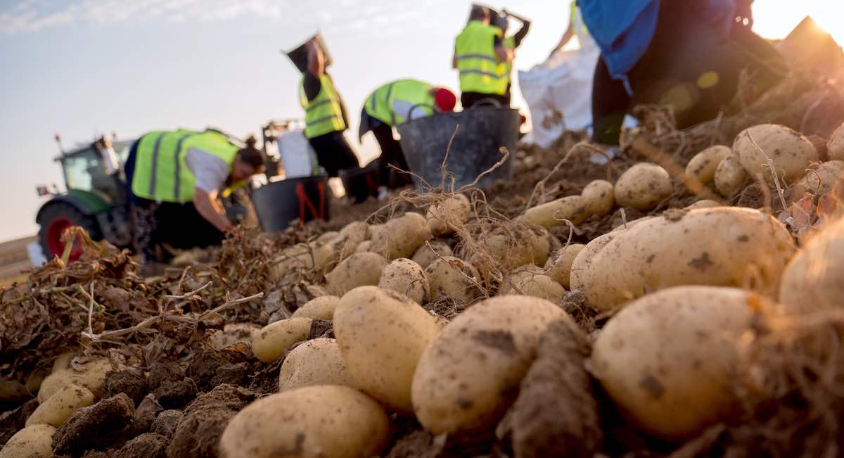 patata-mercadona-rec