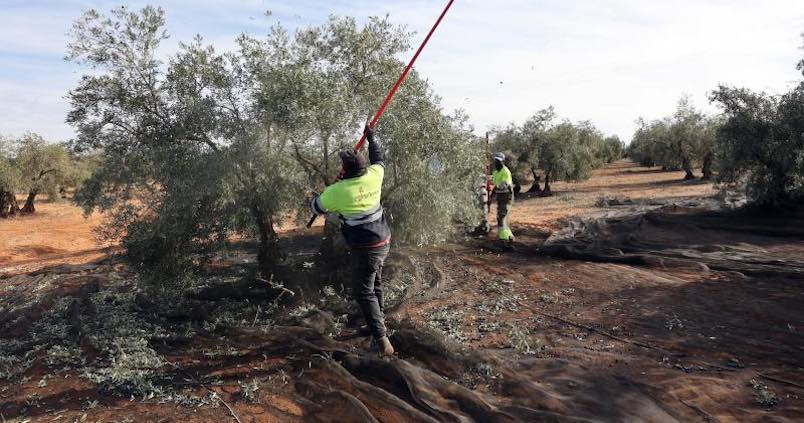 El sector propone tres soluciones para acabar con la falta de mano de obra en el campo