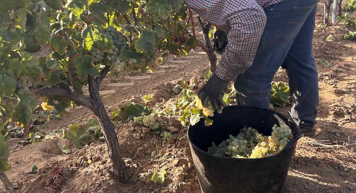 vendimia-huelva-recur