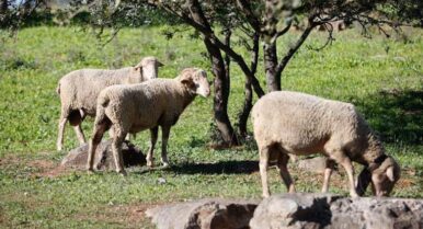 McDonald’s premia a la trashumancia andaluza con un reconocimiento a Las Albaidas