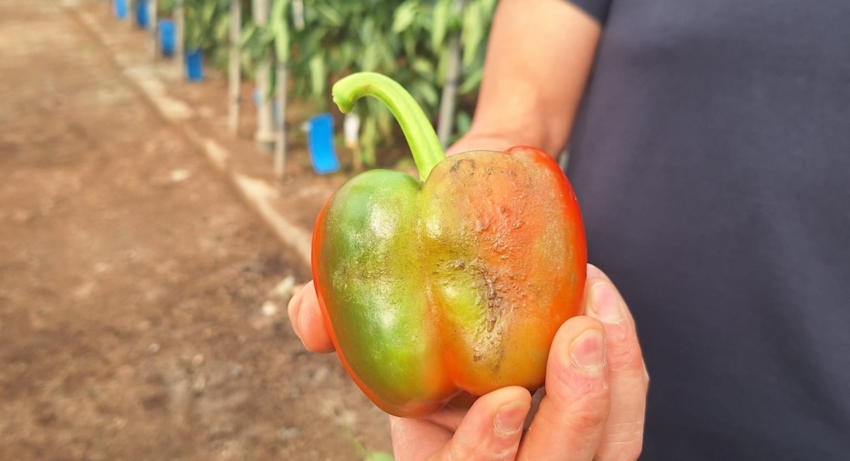 pimiento-parvispus-recur