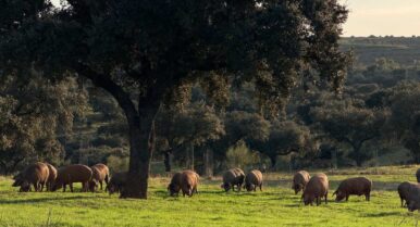 Joselito lidera la ‘revolución científica’ para acabar con la seca: «sin dehesas no hay jamón ibérico»