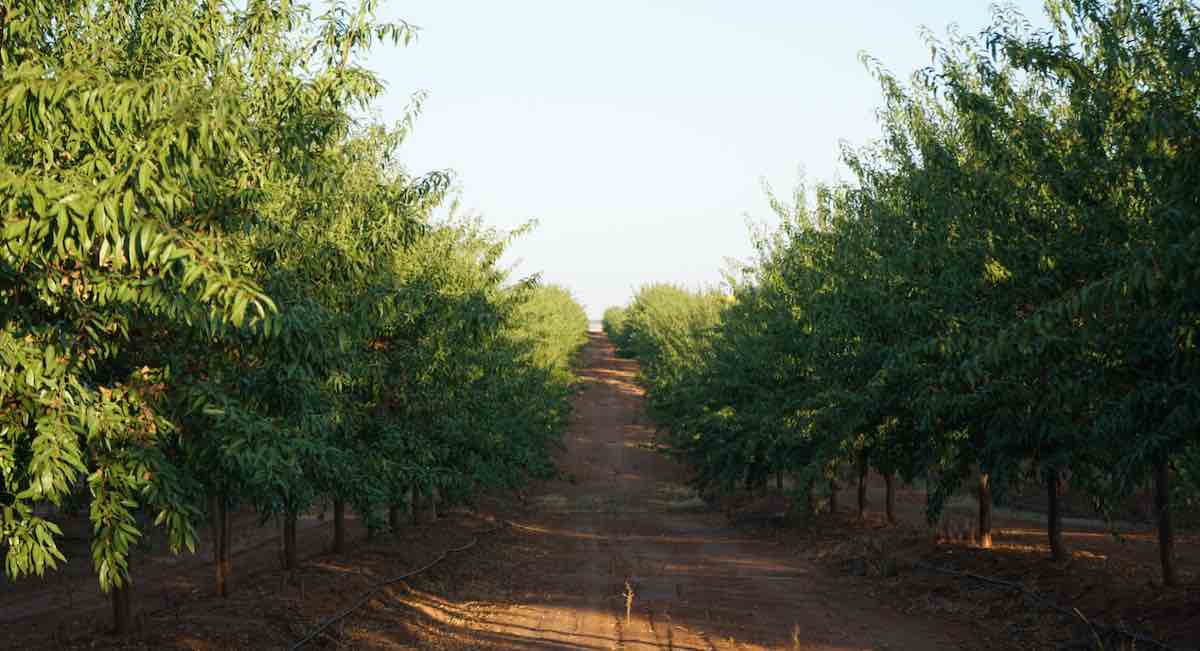almendras-dcoop-recur