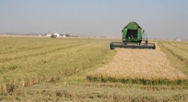 Sevilla produce el mejor arroz pero no consigue venderlo: la paradoja que explica la crisis del sector