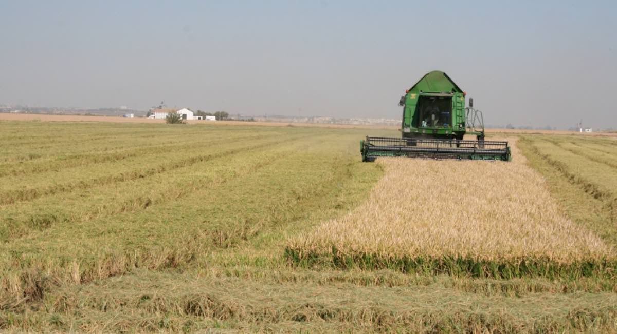Sevilla produce el mejor arroz pero no consigue venderlo: la paradoja que explica la crisis del sector