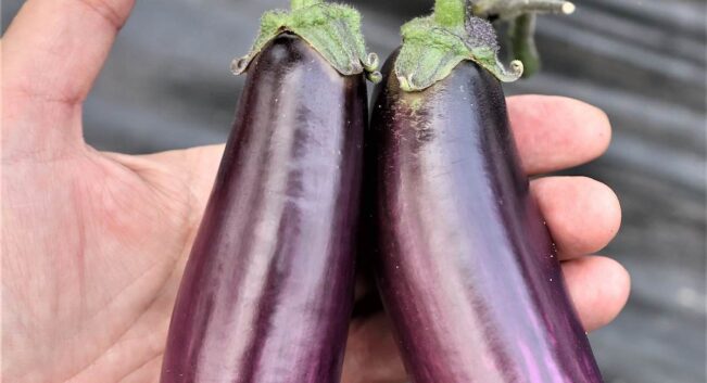 Investigadores andaluces hallan una variedad de berenjena que ayuda a frenar el cáncer de colon