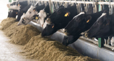 Logran que cada litro de leche de Covap contamine un 18% menos: «Equivale a retirar 56.000 coches de la carretera»