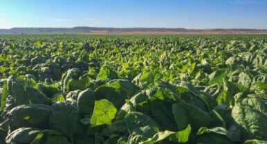 De las marismas a toda España: la espinaca de Lebrija conquista los lineales de Mercadona