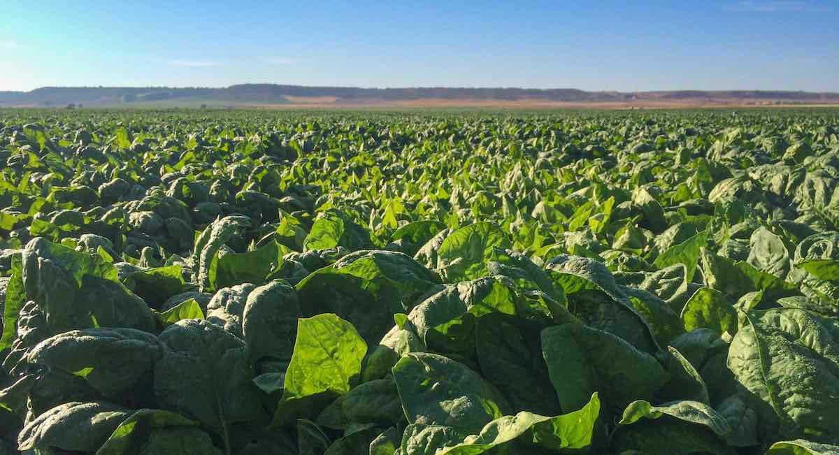 De las marismas a toda España: la espinaca de Lebrija conquista los lineales de Mercadona