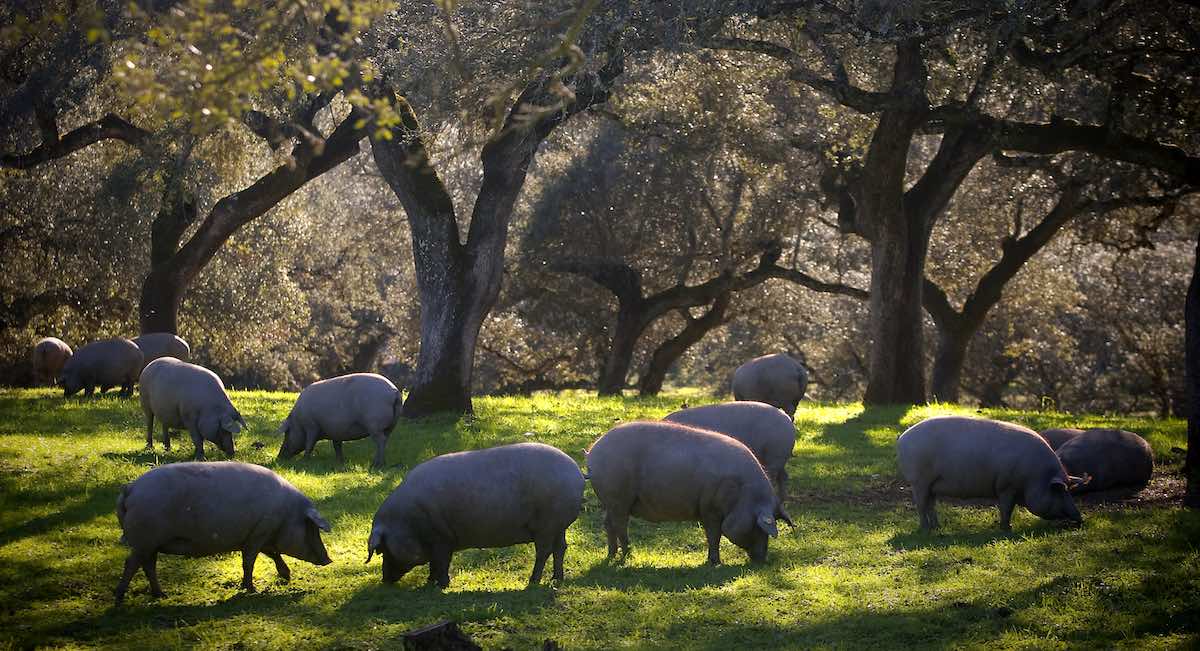 El auge de los loncheados y el retail impulsan el crecimiento de la firma de ibéricos Montesierra
