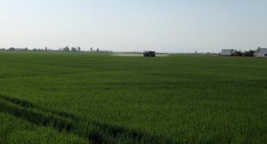 Sevilla lidera la producción arrocera de España mientras lucha por mantener la rentabilidad