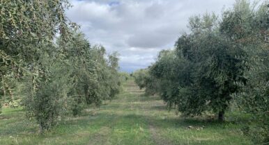 Un ‘ejército’ de insectos combatirá las plagas del olivar de Castillo de Canena
