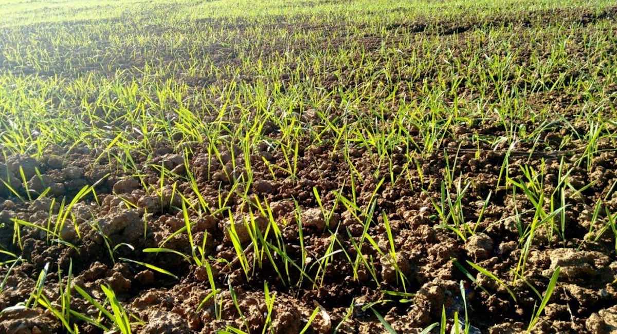 La RAIF avisa: las lluvias multiplican el riesgo de enfermedades en los cereales