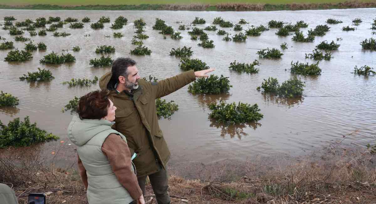 La Junta da por perdida más del 20% de la producción agrícola de Andalucía por el efecto del temporal