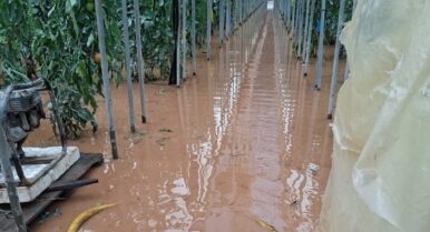 Del aceite a la fresa: estos son los alimentos que más se encarecerán tras el temporal