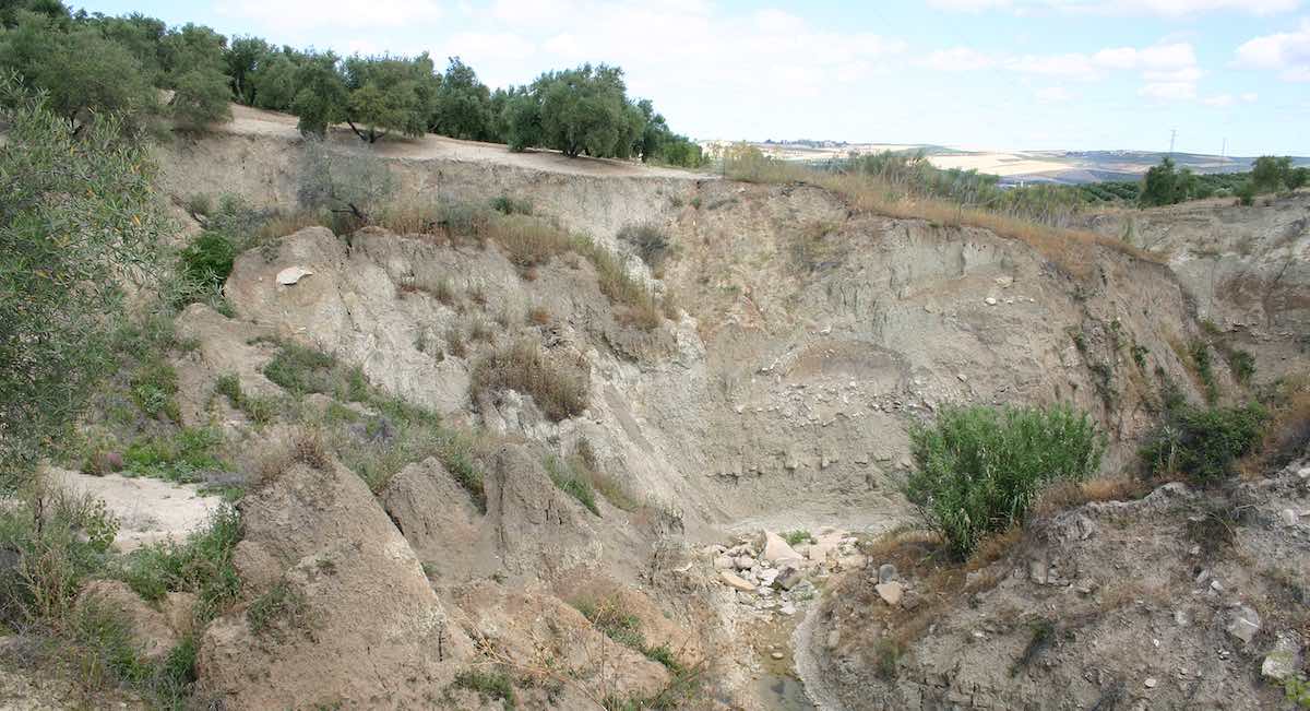Un mapa para frenar las «heridas» del olivar: así funciona el nuevo modelo contra la erosión de Andalucía