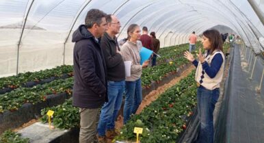 El Ifapa muestra avances en riego y fertilización a más de cien profesionales de los frutos rojos