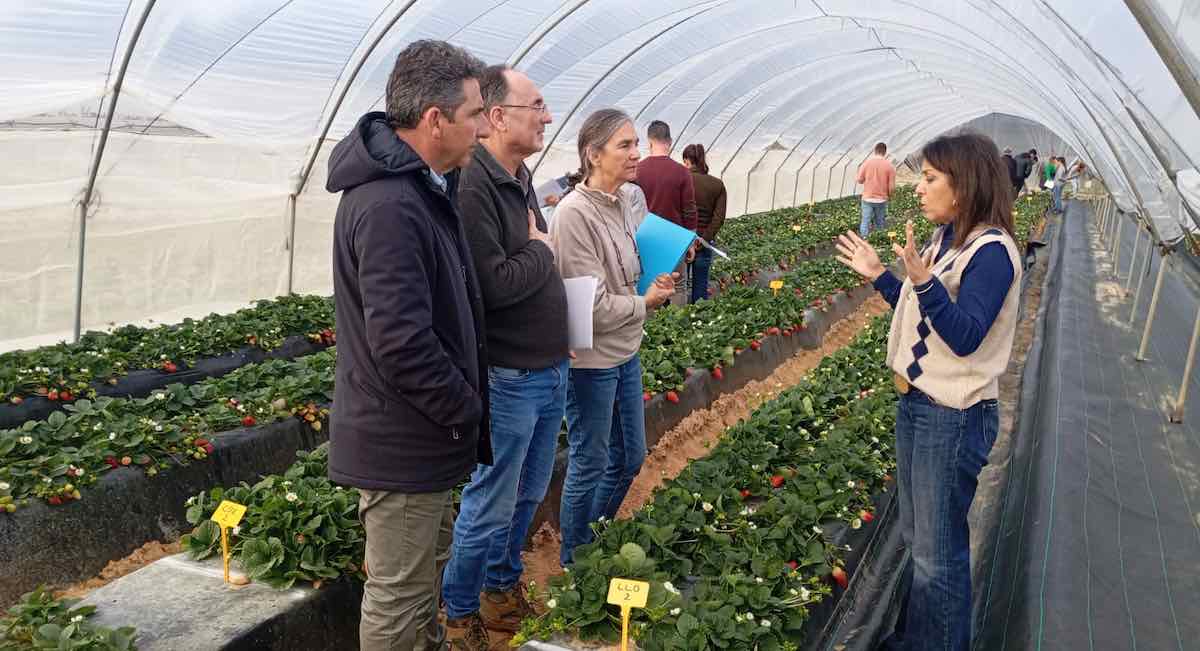 El Ifapa muestra avances en riego y fertilización a más de cien profesionales de los frutos rojos