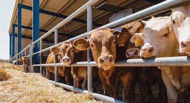 Una auditoría de la Comisión Europea detecta carne con hormonas procedente de Brasil