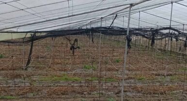 Este San Valentín, ramos andaluces: instan a comprar flores de Sevilla y Cádiz para ayudar a los productores