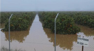 El campo tardará meses en resurgir de los daños del temporal y avisa: «la cesta de la compra subirá mucho»