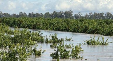 El Gobierno abona 23,9 millones de euros para aumentar las ayudas del seguro agrario tras las borrascas