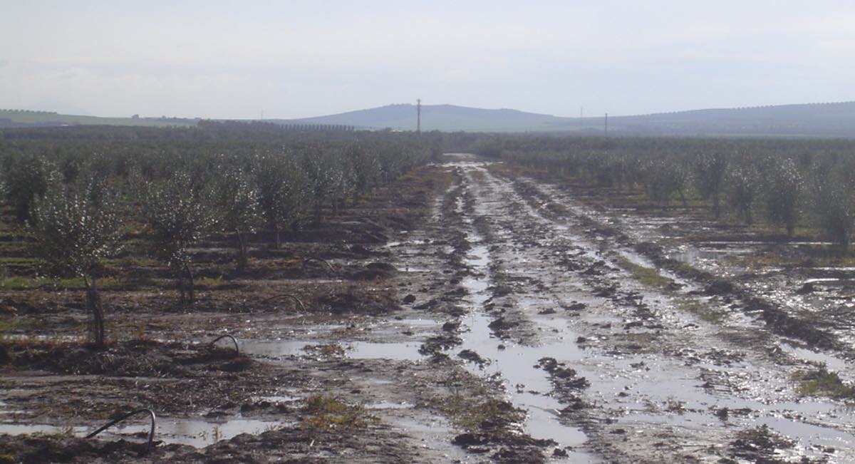 Explotaciones anegadas y cultivos arruinados por completo: el campo se ‘ahoga’ por la lluvia
