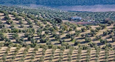 Las diez grandes cooperativas del campo andaluz rompen el techo de los 5.000 millones