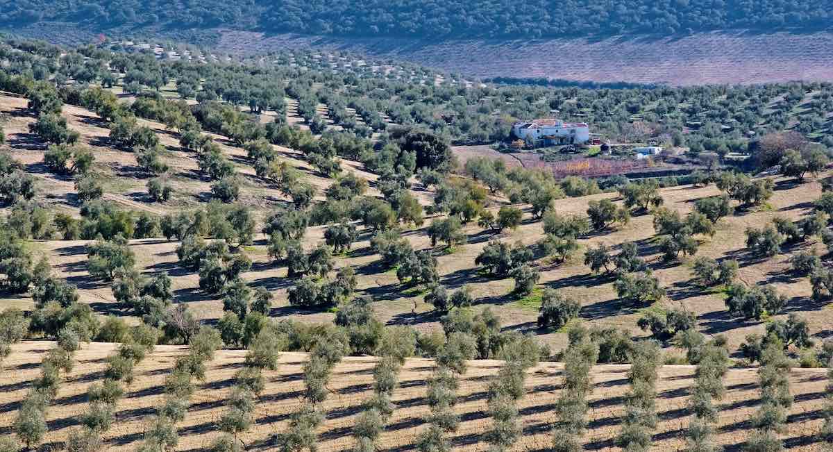 Las diez grandes cooperativas del campo andaluz rompen el techo de los 5.000 millones