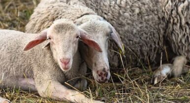 Las borrascas se cobran la vida de cientos de animales en el campo: «Mueren los corderos recién nacidos»