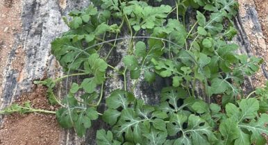 Adiós al ‘monopolio’ del tomate en Almería: la sandía lidera el cambio productivo de la provincia