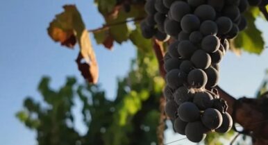 Rota planta cara al Ministerio: La Audiencia Nacional admite el recurso contra la exclusión de la uva ‘Tintilla’ del registro