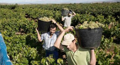 El sector agrario se rebela contra la subida del SMI: «Los costes laborales suben y los precios siguen igual»