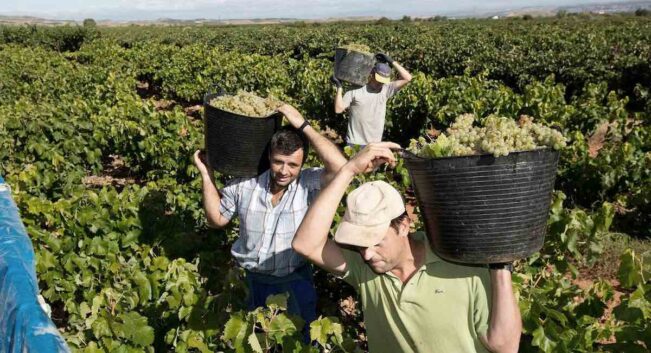 El sector agrario se rebela contra la subida del SMI: «Los costes laborales suben y los precios siguen igual»