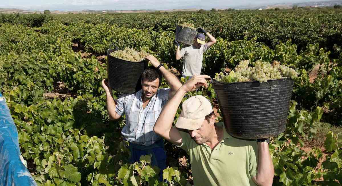 El sector agrario se rebela contra la subida del SMI: «Los costes laborales suben y los precios siguen igual»