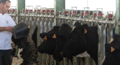 La Fundación Caja Rural del Sur premia un proyecto que reduce el calor de las naves para producir más leche