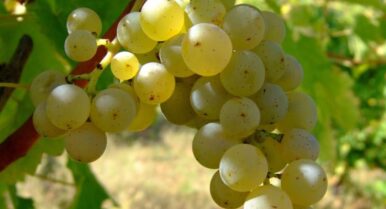 Frente común del Condado de Huelva y Caja Rural del Sur para proteger la uva Zalema