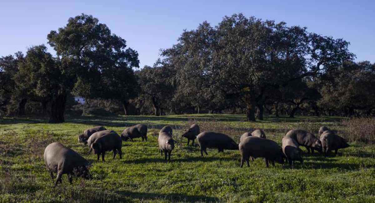 El ibérico salva una montanera «excelente» pese a la sombra de la peste porcina