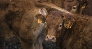 De Argentina a Australia: el mapa de acuerdos que asfixian al campo andaluz