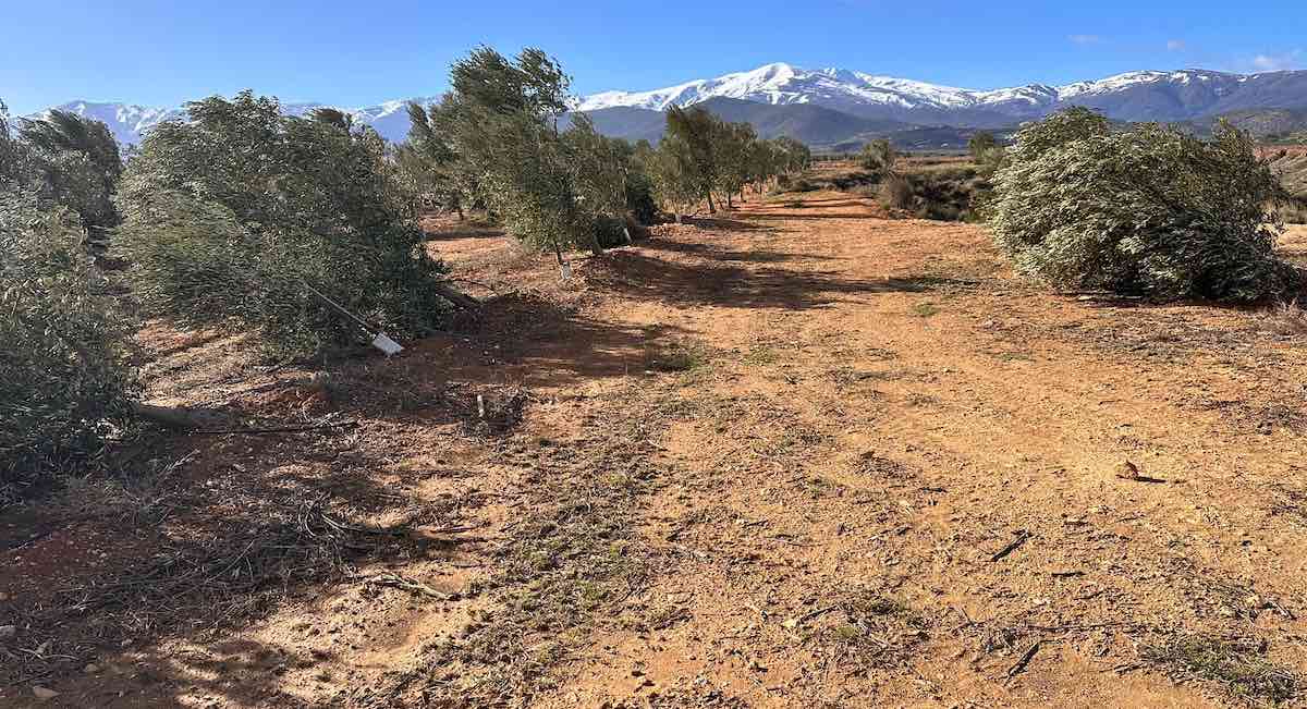 El Gobierno se queda «a medias» y reforma el decreto de borrascas sin incluir a todos los municipios que pide el campo