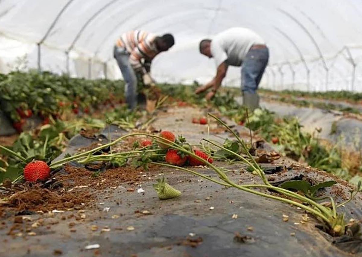 El sector fresero está inmerso en una de las campañas más difíciles de la década