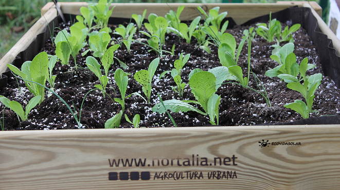 siembra-de-lechugas-y-cebollas