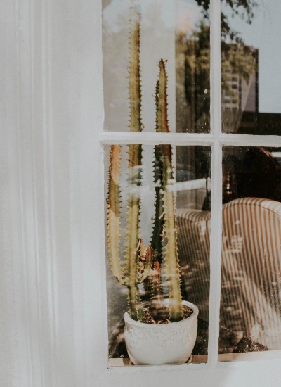 Cactus, una de las plantas de interior preferidas