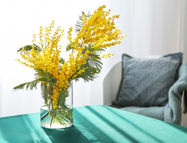 Flores mimosas: todo lo que debes saber de las flores que celebran el Día  de la Mujer