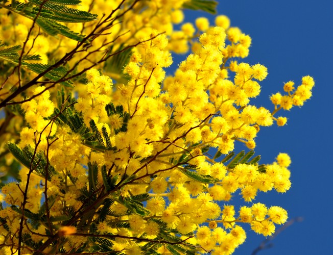 Flores mimosas: todo lo que debes saber de las flores que celebran el Día  de la Mujer