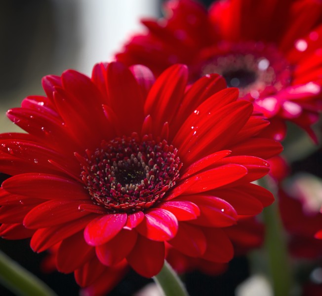 Plantas de exterior: gerbera
