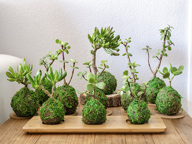 Aja a pesar de por otra parte, Kokedama: decora tu hogar con estas plantas sin maceta - Bulevar Sur