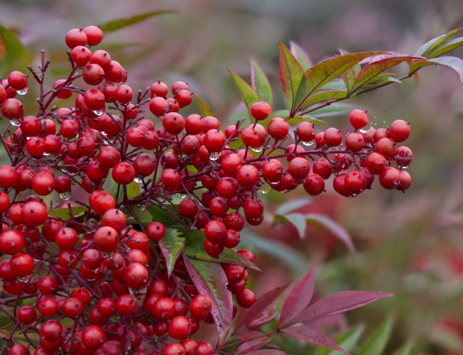 Nandina